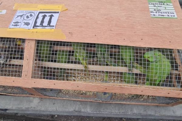 Nigeria Customs Service Murtala Mohammed Area Command Intercepts Birds Intended For Illegal Export